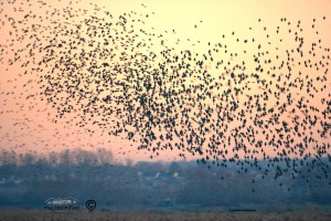 Large flock of Common Starlings flying together