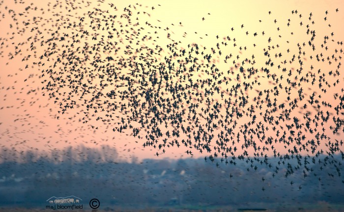 Large flock of Common Starlings flying together