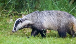 Badger walking in garden