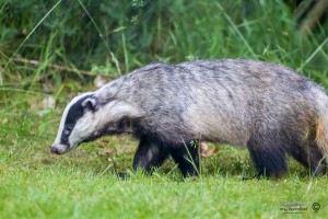 Badger walking in garden