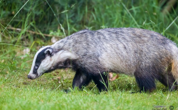 Badger walking in garden