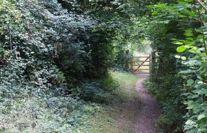 picture of a path and gate on a nature reserve