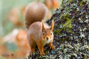 Red Squirrel on a tree