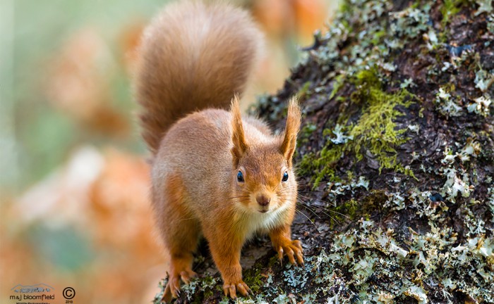 Red Squirrel on a tree