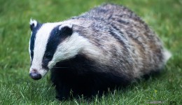 Badger walking in a garden