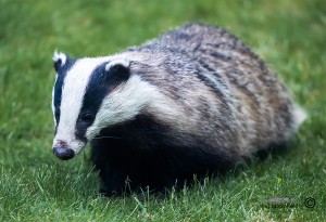 Badger walking in a garden