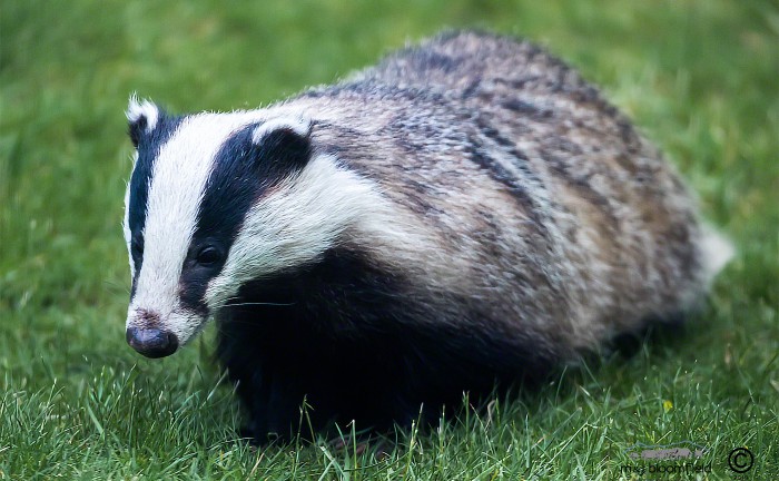 Badger walking in a garden