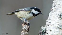 Coal tit Periparus ater looking at tree trunk