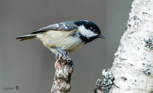 Coal tit Periparus ater looking at tree trunk