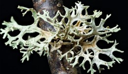 Lichen Evernia prunastr looks like stags horns