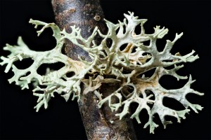 Lichen Evernia prunastr looks like stags horns