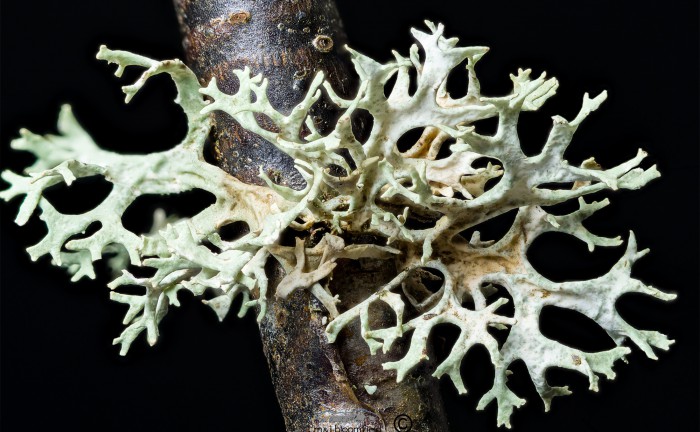 Lichen Evernia prunastr looks like stags horns