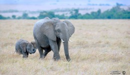 Elephant and calf