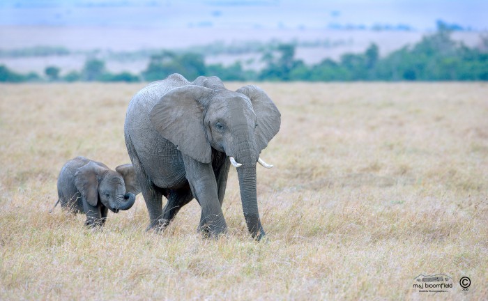 Elephant and calf