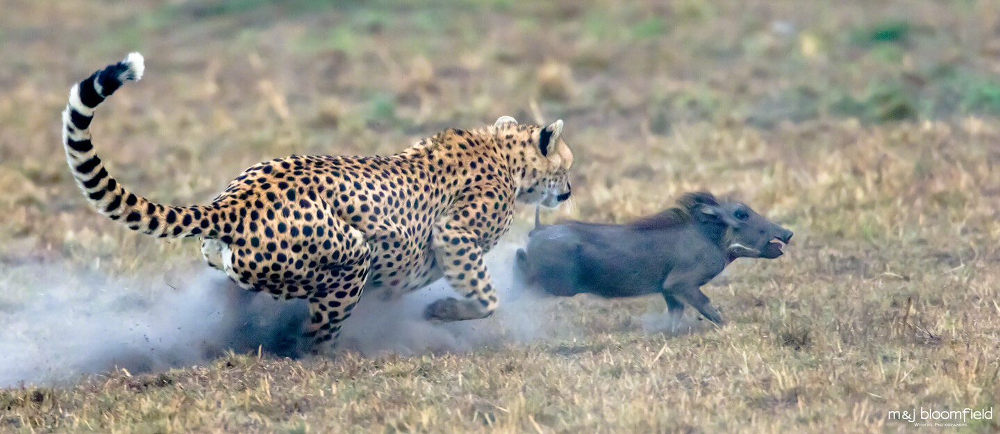 Female Cheetah chasing a Warthog Masai Mara Kenya picture taken by Mark and Jacky Bloomfield nature photographers