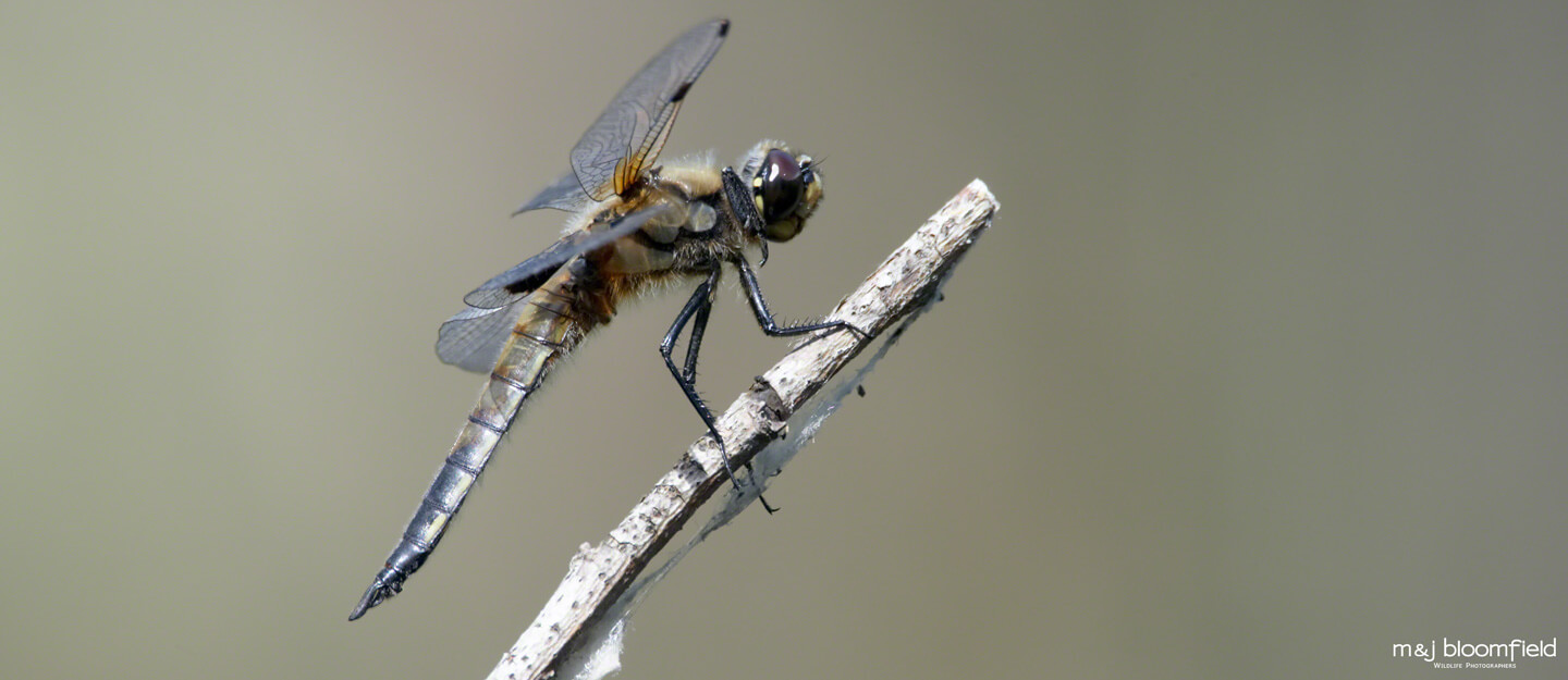 Dragonfly resting on a reed stem taken by M and J Bloomfield wildlife photographers