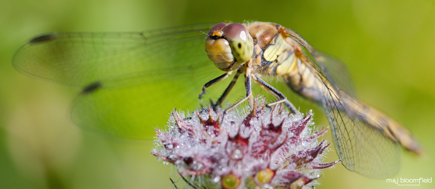 Dragonfly resting on a flower taken by Mark and Jacky Bloomfield wildlife photographers