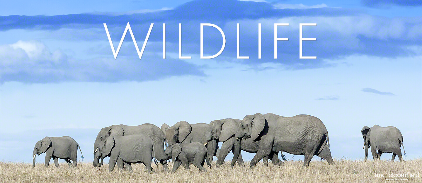 Herd of African Elephants walking on the skyline Masai Mara Kenya taken by M and J Bloomfield wildlife photographers