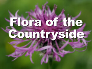 Flora of the countryside opening titles