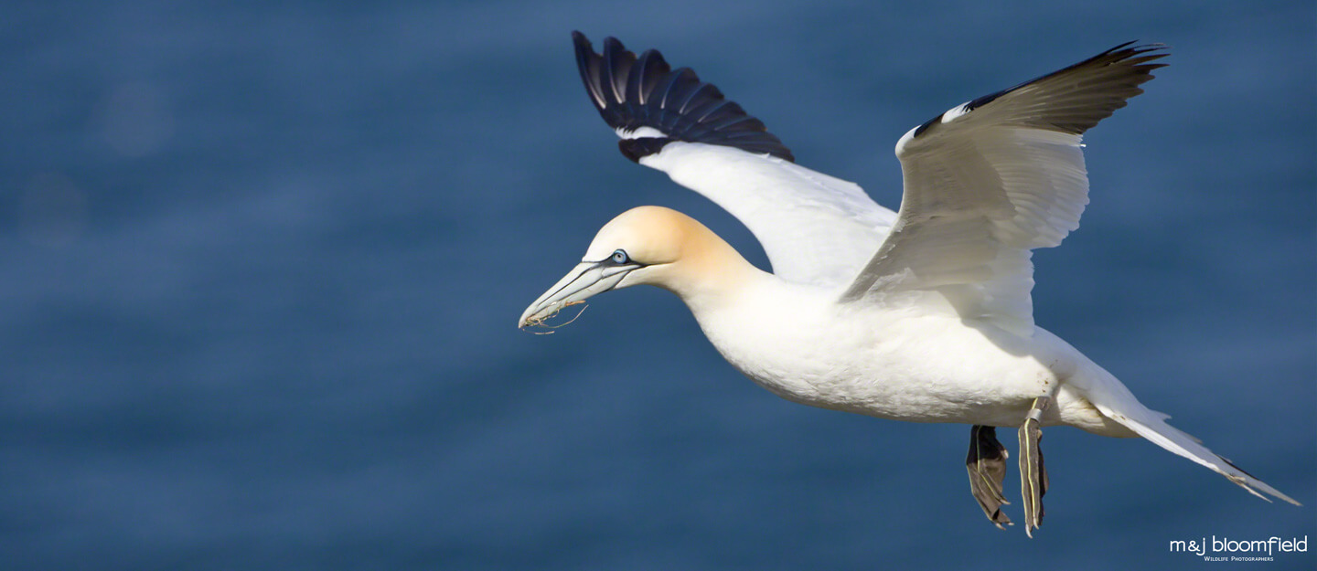 Atlantic Gannet in flight over the cliffs at Bempton taken by Mark and Jacky Bloomfield wildlife and nature photographers