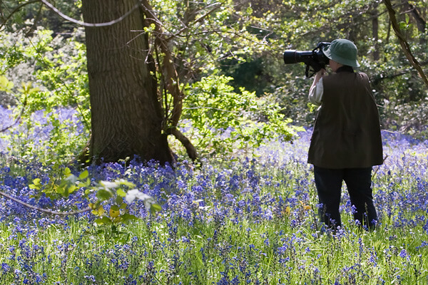 Jacky taking pictures of a Bluebell wood in Berkshire