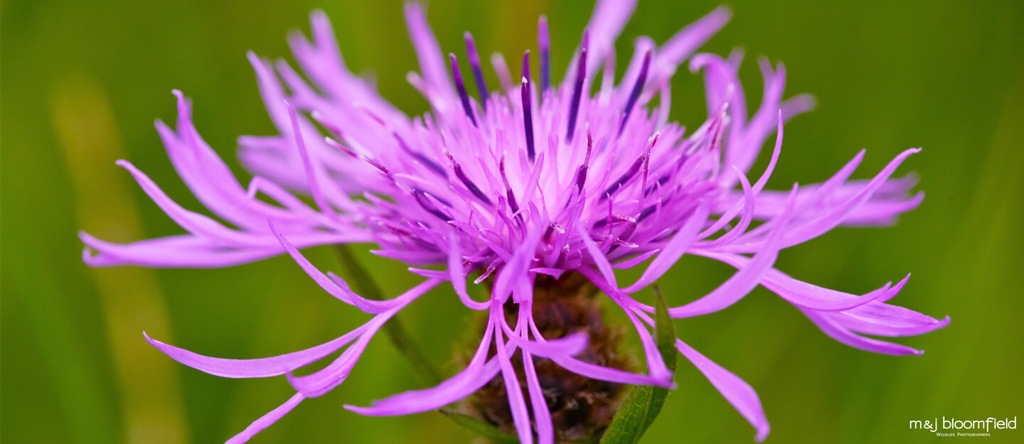 Knapweed flower picture taken by M and J Bloomfield nature photographers
