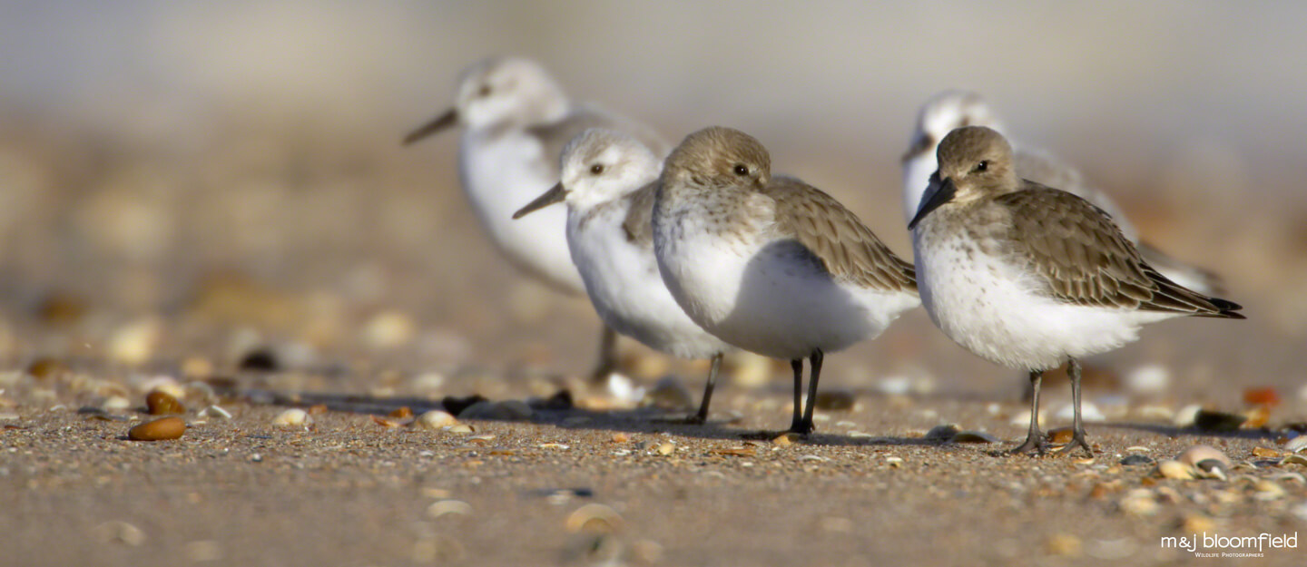 Knot resting on a beach in Kent picture taken by M and J Bloomfield nature photographers