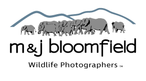 M and J Bloomfield logo