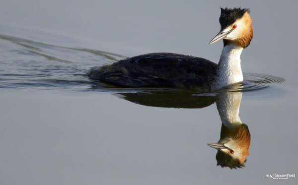 Picture of a Great Crested Grebe swimming taken by Mark and Jacky Bloomfield Wildlife Photographers