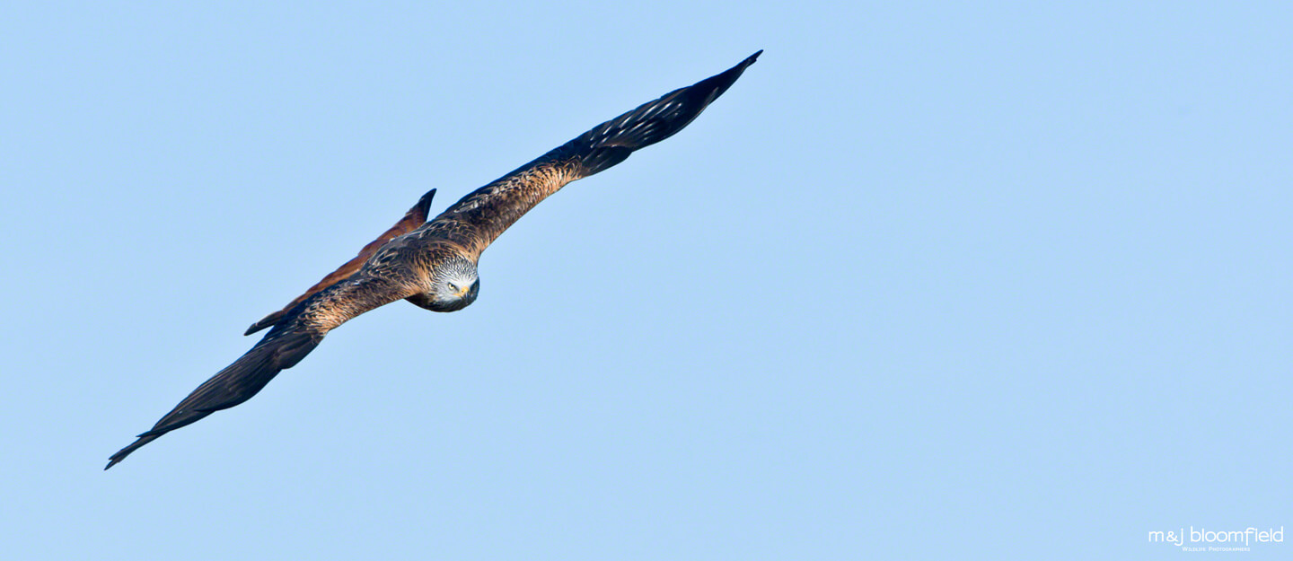 Red Kite flying over the Oxfordshire countryside taken by M and J Bloomfield wildlife photographers