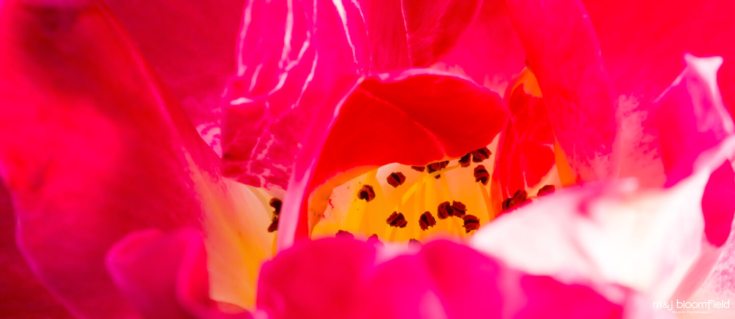 Close up of a red rose flower picture taken by Mark and Jacky Bloomfield nature photographers