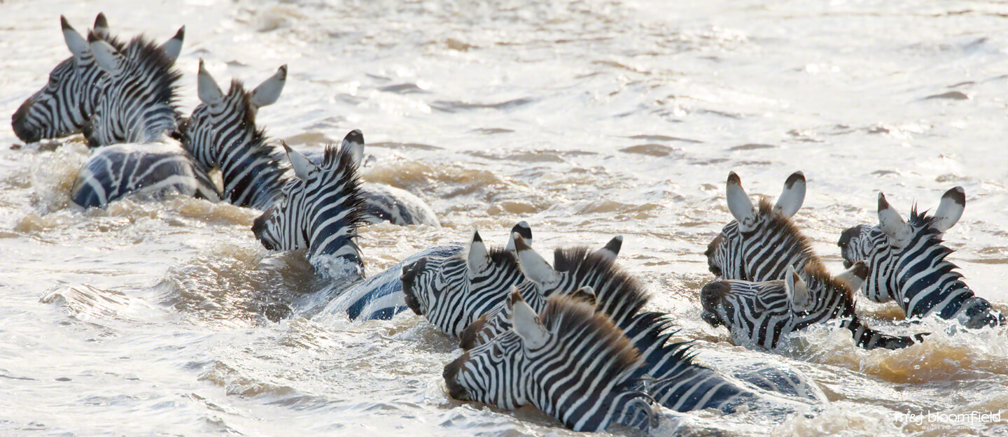 Herd of Zebra crossing the Mara river during the annual migration Masai Mara Kenya taken by M and J Bloomfield wildlife photographers